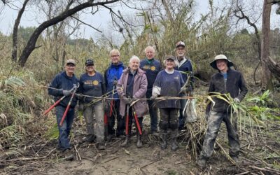 Environmental Moment – Arundo Donax Clean Up